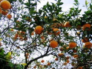 �݂���F�̊X