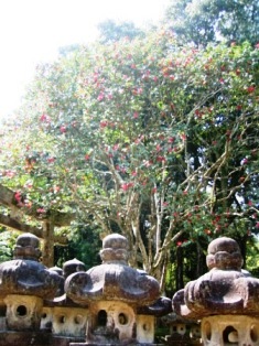 �_��I�Ȃ����ł���